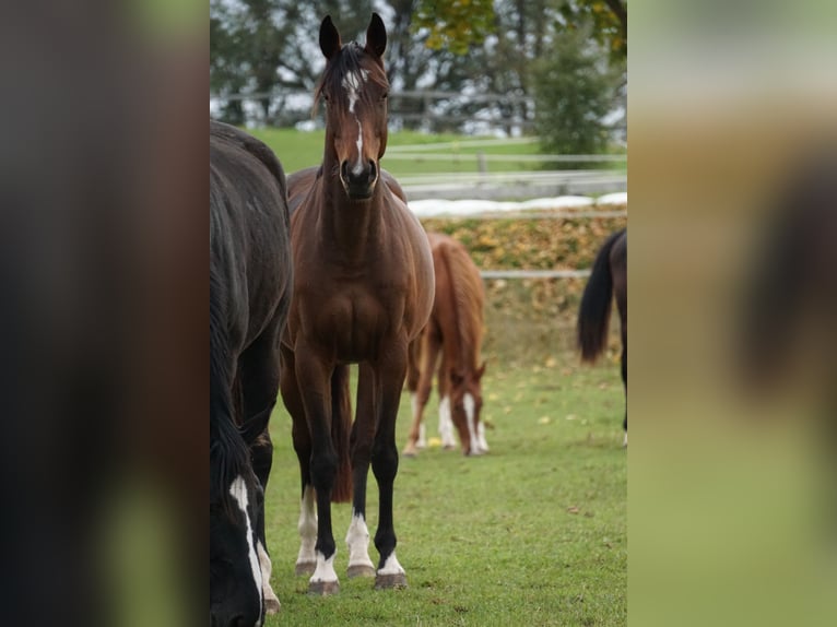 Oldenburger Springpferd Stute 4 Jahre 158 cm Brauner in Neudrossenfeld