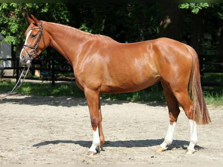 Oldenburger Springpferd Stute 4 Jahre 158 cm Fuchs in Kirchwalsede