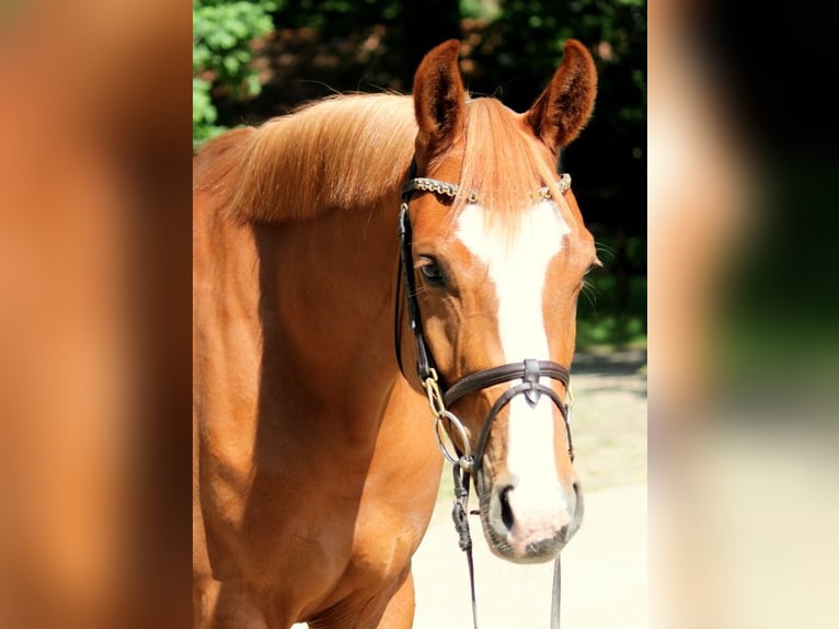 Oldenburger Springpferd Stute 4 Jahre 158 cm Fuchs in Kirchwalsede