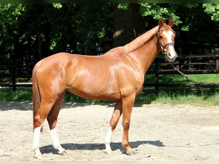 Oldenburger Springpferd Stute 4 Jahre 158 cm Fuchs in Kirchwalsede