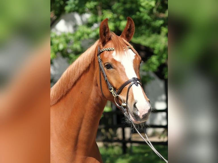 Oldenburger Springpferd Stute 4 Jahre 158 cm Fuchs in Kirchwalsede