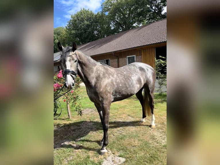 Oldenburger Springpferd Stute 4 Jahre 160 cm Apfelschimmel in Ganderkesee