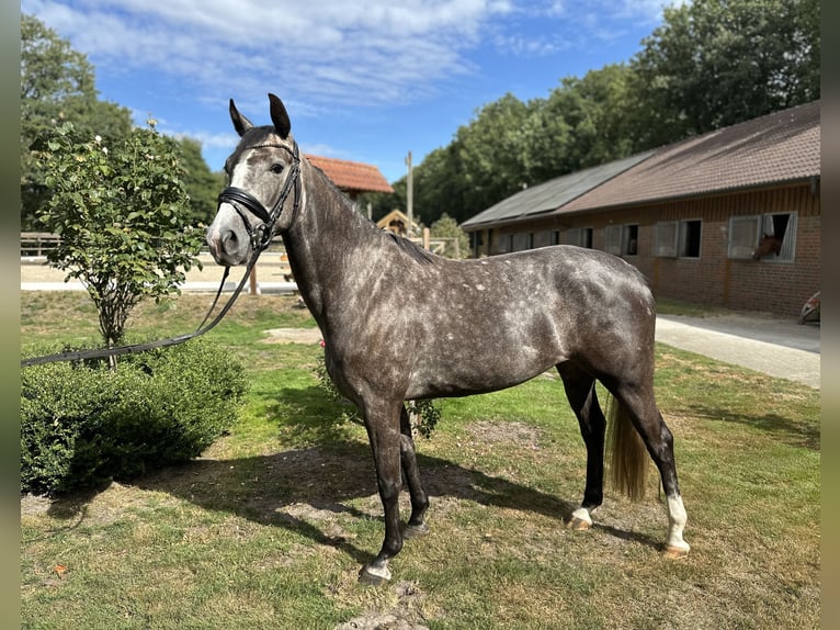 Oldenburger Springpferd Stute 4 Jahre 160 cm Apfelschimmel in Ganderkesee