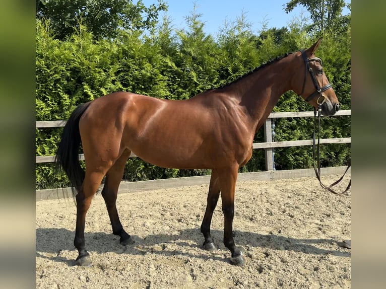 Oldenburger Springpferd Stute 4 Jahre 160 cm Brauner in Lohne (Oldenburg)