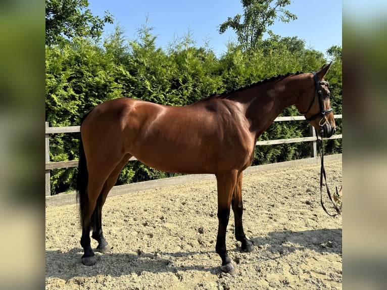 Oldenburger Springpferd Stute 4 Jahre 160 cm Brauner in Lohne (Oldenburg)