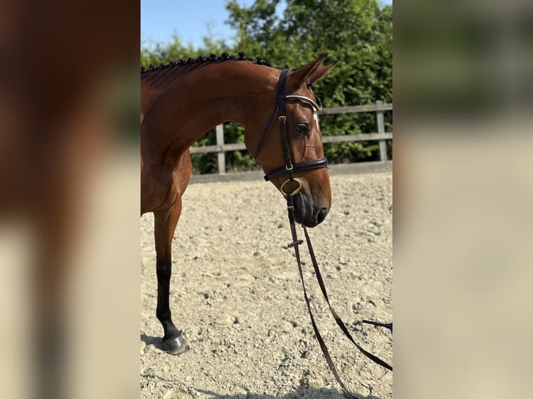 Oldenburger Springpferd Stute 4 Jahre 160 cm Brauner in Lohne (Oldenburg)