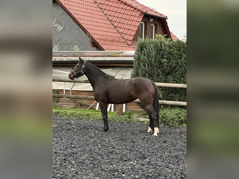 Oldenburger Springpferd Stute 4 Jahre 160 cm Dunkelbrauner in Uder