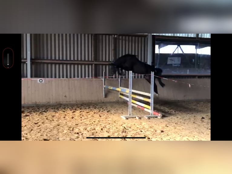 Oldenburger Springpferd Stute 4 Jahre 160 cm Dunkelbrauner in Uder