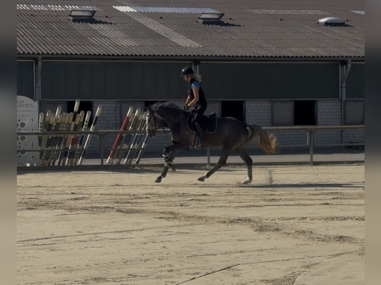 Oldenburger Springpferd Stute 4 Jahre 160 cm Schimmel in Kamen