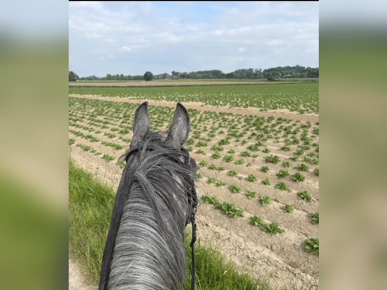 Oldenburger Springpferd Stute 4 Jahre 160 cm Schimmel in Kamen