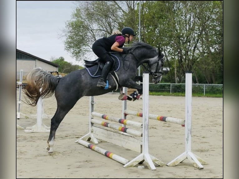 Oldenburger Springpferd Stute 4 Jahre 160 cm Schimmel in Kamen