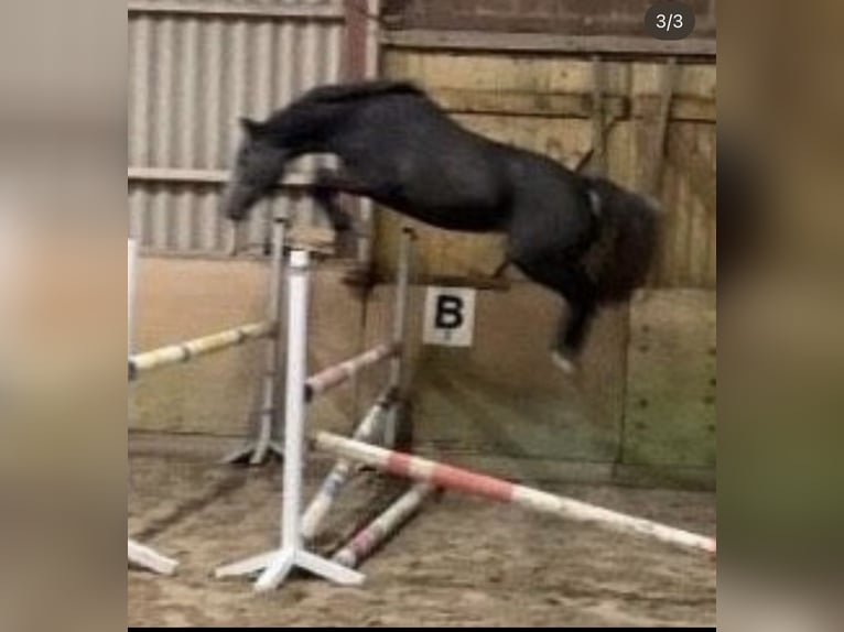 Oldenburger Springpferd Stute 4 Jahre 160 cm Schimmel in Kamen