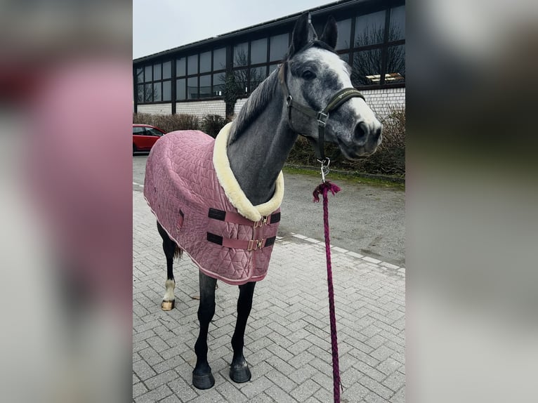 Oldenburger Springpferd Stute 4 Jahre 160 cm Schimmel in Kamen