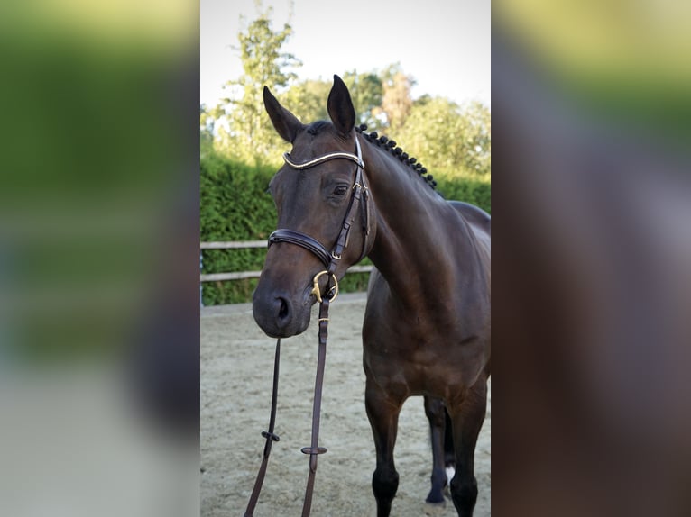 Oldenburger Springpferd Stute 4 Jahre 163 cm Dunkelbrauner in Lohne (Oldenburg)
