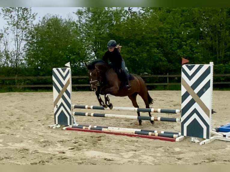 Oldenburger Springpferd Stute 4 Jahre 163 cm Dunkelbrauner in Hude (Oldenburg)
