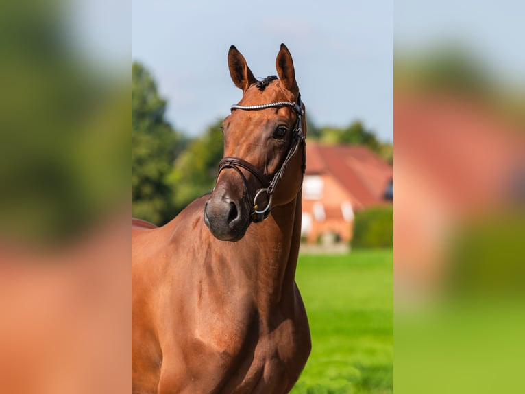 Oldenburger Springpferd Stute 4 Jahre 164 cm Brauner in Bad Bentheim