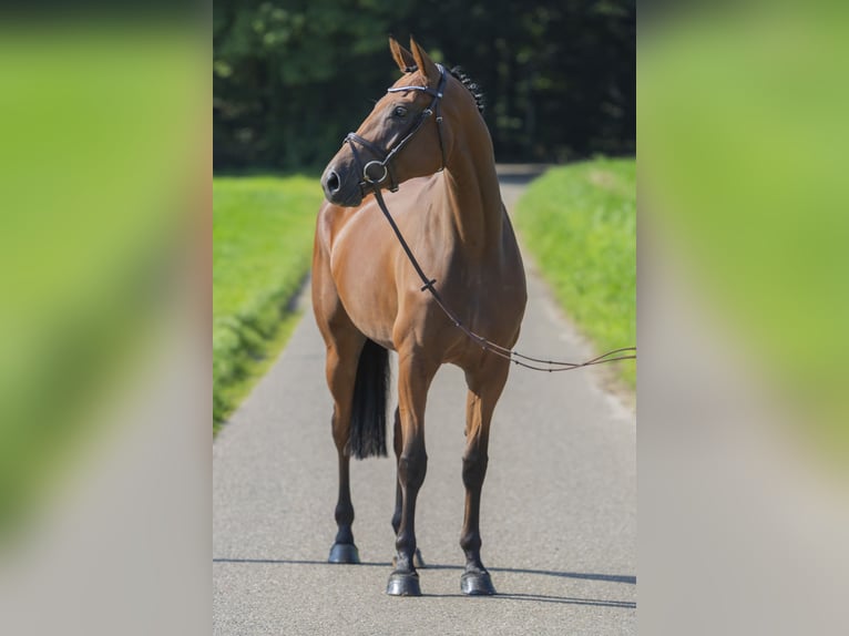 Oldenburger Springpferd Stute 4 Jahre 164 cm Brauner in Bad Bentheim
