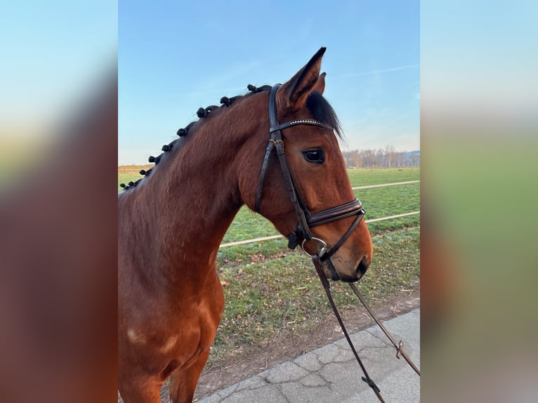 Oldenburger Springpferd Stute 4 Jahre 164 cm Brauner in Ibbenbüren