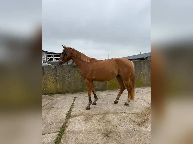 Oldenburger Springpferd Stute 4 Jahre 165 cm Fuchs in Sch&#xF6;nhausen