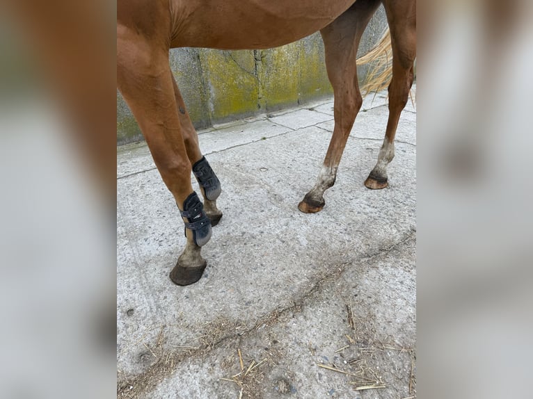 Oldenburger Springpferd Stute 4 Jahre 165 cm Fuchs in Sch&#xF6;nhausen