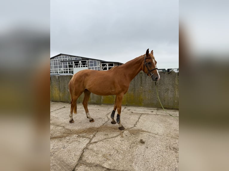 Oldenburger Springpferd Stute 4 Jahre 165 cm Fuchs in Sch&#xF6;nhausen