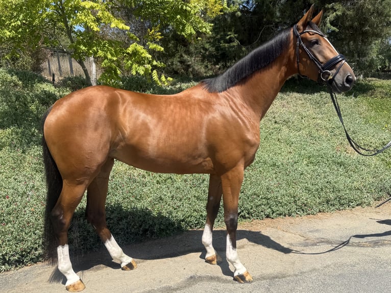 Oldenburger Springpferd Stute 4 Jahre 165 cm Rotbrauner in San Marcos, California