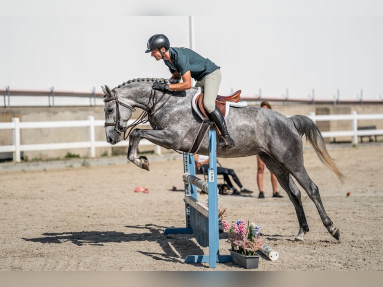 Oldenburger Springpferd Stute 4 Jahre 165 cm Schimmel in Zduchovice