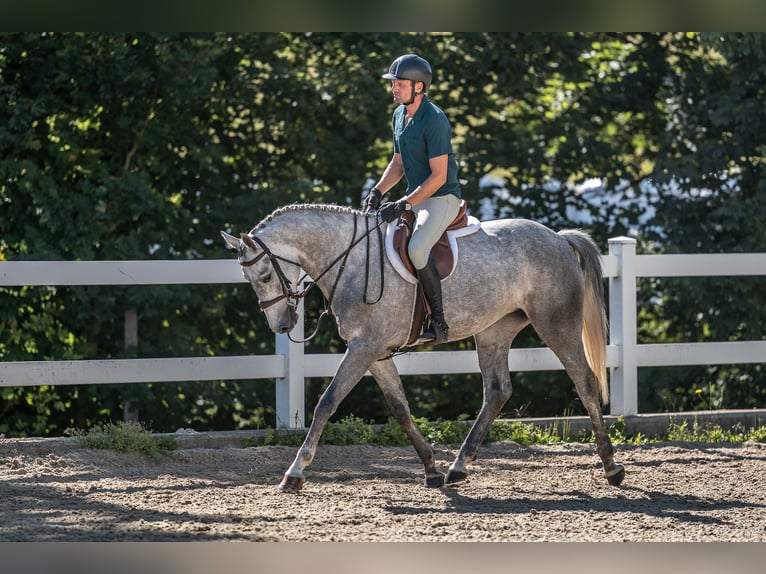 Oldenburger Springpferd Stute 4 Jahre 165 cm Schimmel in Zduchovice