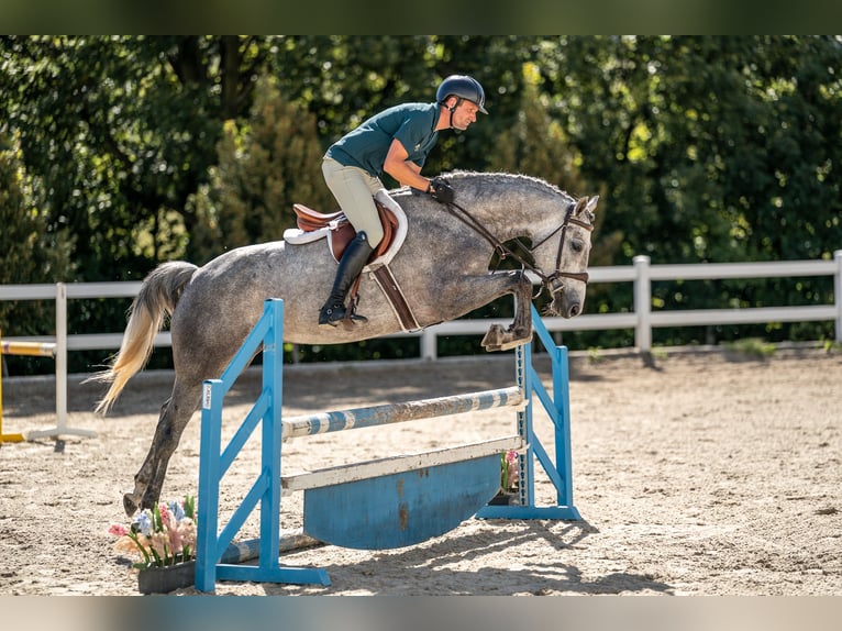 Oldenburger Springpferd Stute 4 Jahre 165 cm Schimmel in Zduchovice