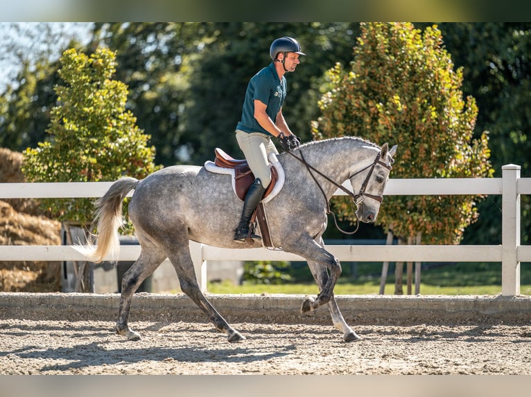 Oldenburger Springpferd Stute 4 Jahre 165 cm Schimmel in Zduchovice