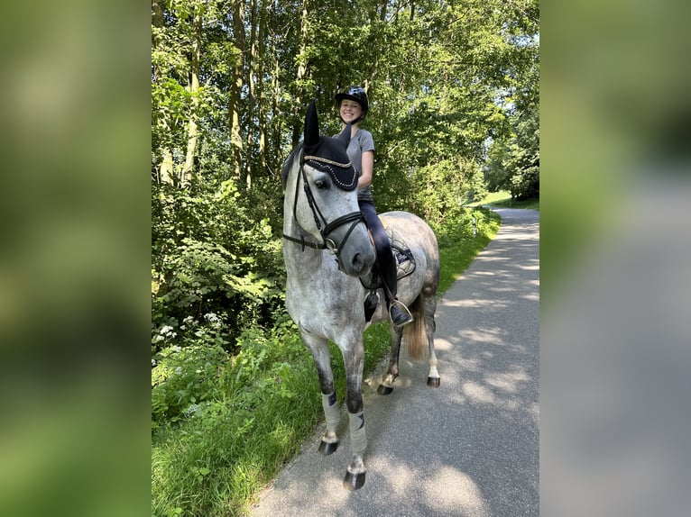 Oldenburger Springpferd Stute 4 Jahre 165 cm Schimmel in Train