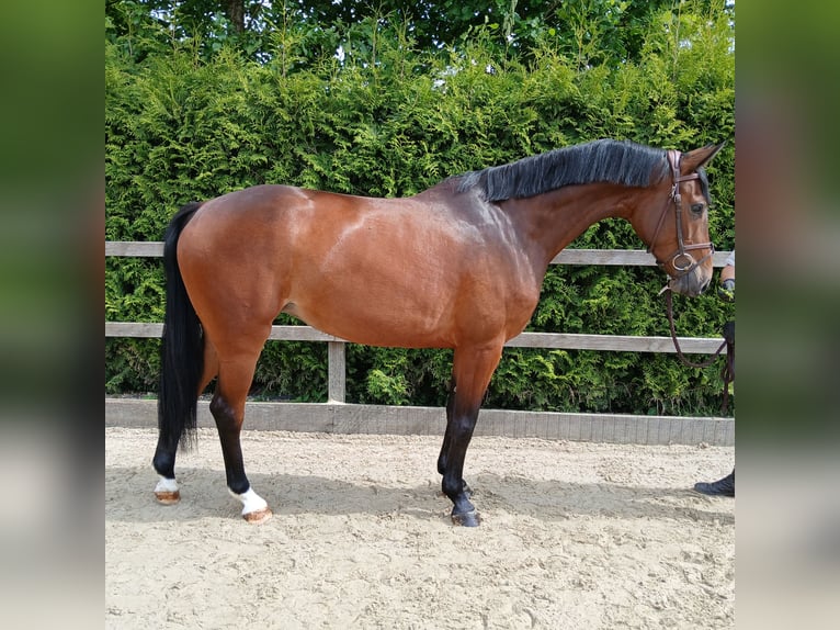 Oldenburger Springpferd Stute 4 Jahre 166 cm Brauner in Lohne (Oldenburg)