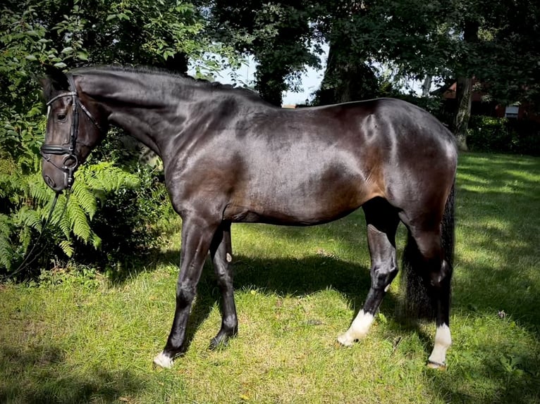 Oldenburger Springpferd Stute 4 Jahre 166 cm Rappe in Bohmte