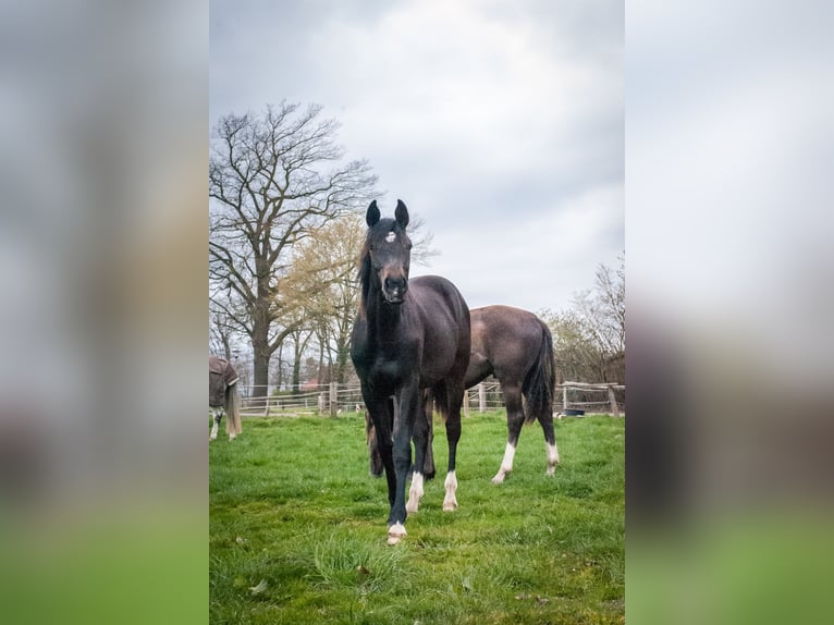 Oldenburger Springpferd Stute 4 Jahre 166 cm Rappe in Bohmte