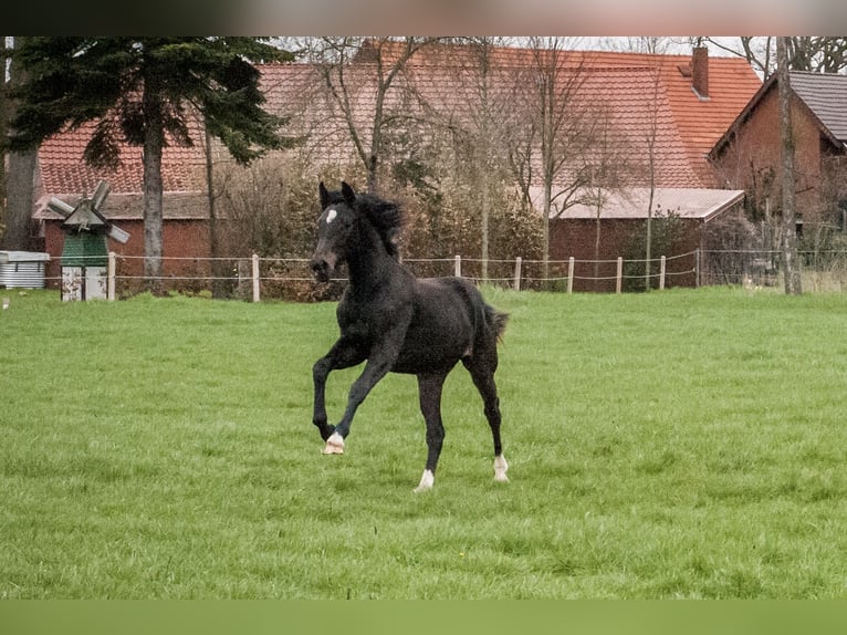 Oldenburger Springpferd Stute 4 Jahre 166 cm Rappe in Bohmte