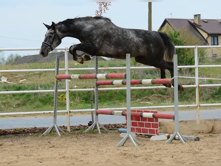 Oldenburger Springpferd Stute 4 Jahre 167 cm Apfelschimmel in Przasnysz