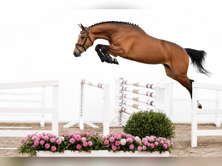 Oldenburger Springpferd Stute 4 Jahre 167 cm Brauner in GŁUBCZYN