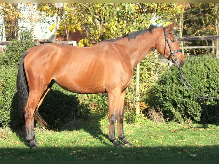 Oldenburger Springpferd Stute 4 Jahre 167 cm Brauner in Stolzenau