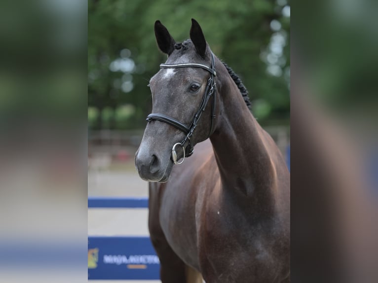 Oldenburger Springpferd Stute 4 Jahre 167 cm Rappschimmel in Diepholz