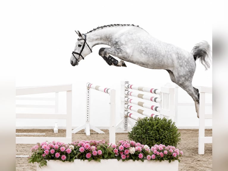 Oldenburger Springpferd Stute 4 Jahre 167 cm Schimmel in GŁUBCZYN