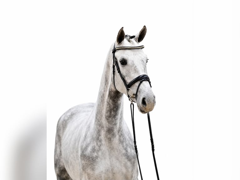 Oldenburger Springpferd Stute 4 Jahre 167 cm Schimmel in GŁUBCZYN