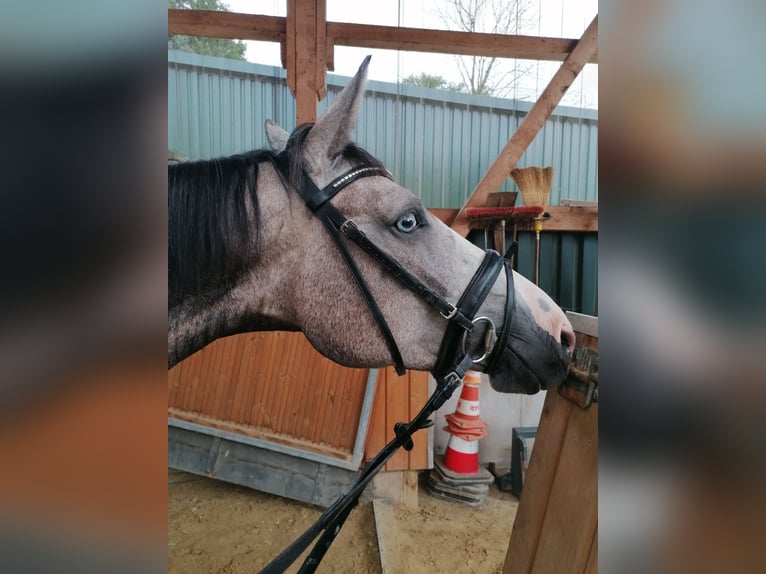 Oldenburger Springpferd Stute 4 Jahre 168 cm Apfelschimmel in Solingen