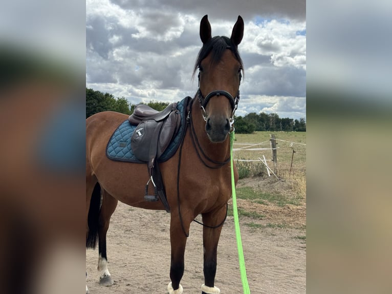 Oldenburger Springpferd Stute 4 Jahre 168 cm Brauner in Schwedt/Oder
