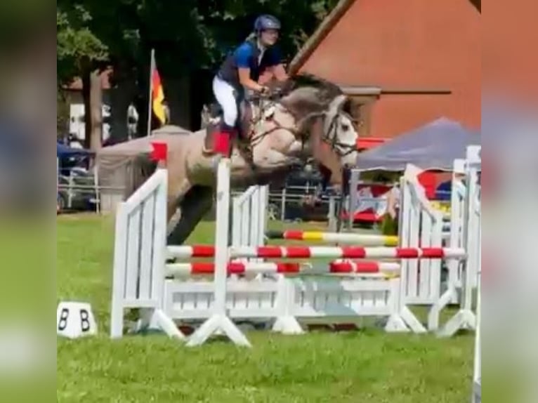 Oldenburger Springpferd Stute 4 Jahre 168 cm Braunfalbschimmel in Maasen
