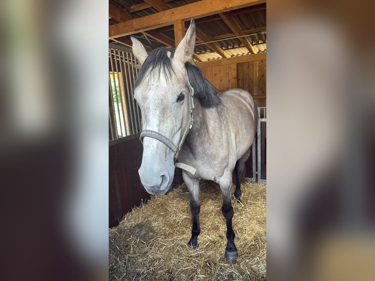 Oldenburger Springpferd Stute 4 Jahre 168 cm Braunfalbschimmel in Maasen