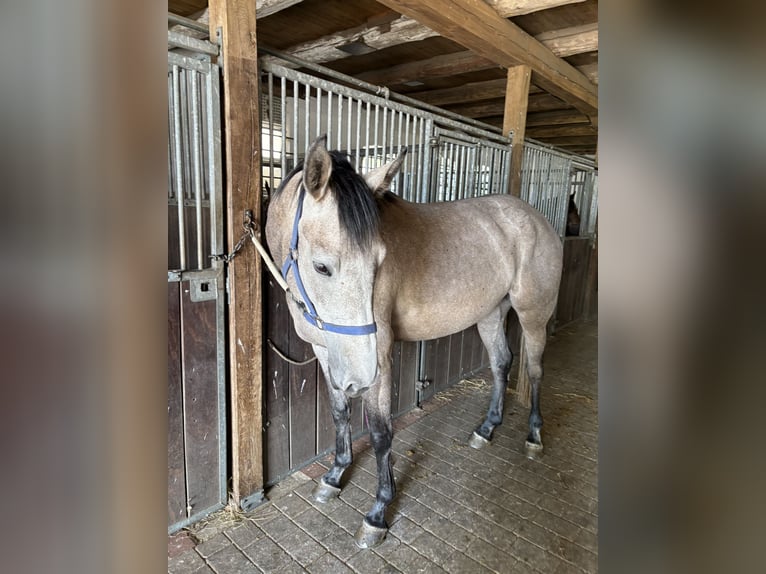 Oldenburger Springpferd Stute 4 Jahre 168 cm Braunfalbschimmel in Maasen