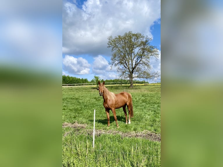 Oldenburger Springpferd Stute 4 Jahre 168 cm Fuchs in M&#xFC;hlenflie&#xDF;