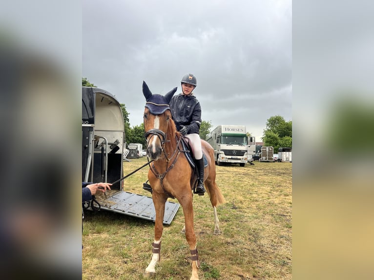 Oldenburger Springpferd Stute 4 Jahre 168 cm Fuchs in B&#xFC;hren