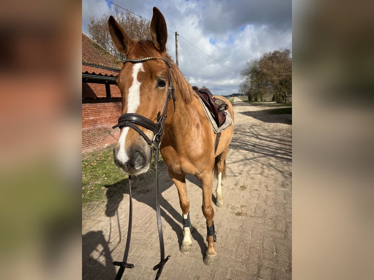 Oldenburger Springpferd Stute 4 Jahre 168 cm Fuchs in B&#xFC;hren