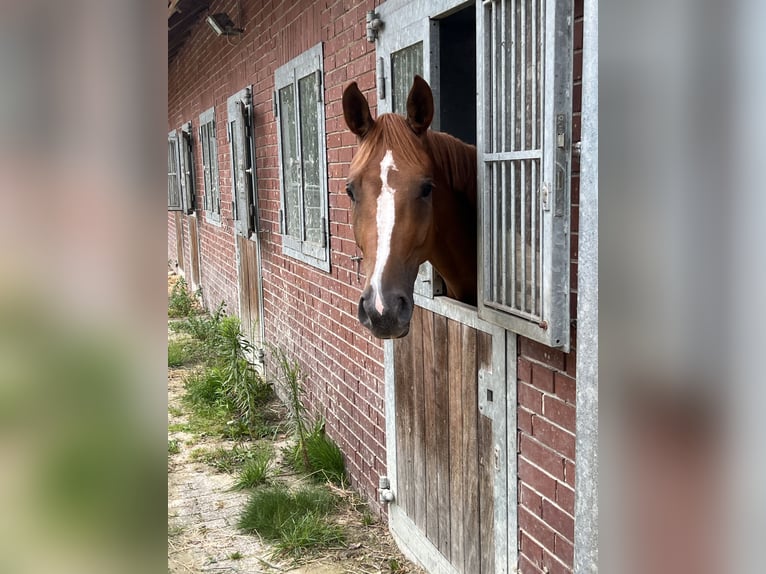 Oldenburger Springpferd Stute 4 Jahre 168 cm Fuchs in B&#xFC;hren